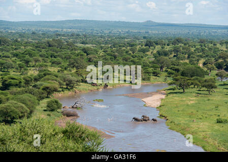 Afrikanischer Elefant (Loxodonta Africana Africana), die Überquerung des Tarangire-Flusses, Tarangire Nationalpark, Tansania Stockfoto