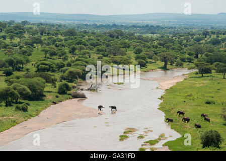 Afrikanischer Elefant (Loxodonta Africana Africana), die Überquerung des Tarangire-Flusses, Tarangire Nationalpark, Tansania Stockfoto