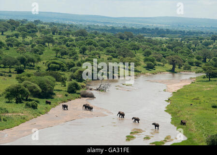 Afrikanischer Elefant (Loxodonta Africana Africana), die Überquerung des Tarangire-Flusses, Tarangire Nationalpark, Tansania Stockfoto