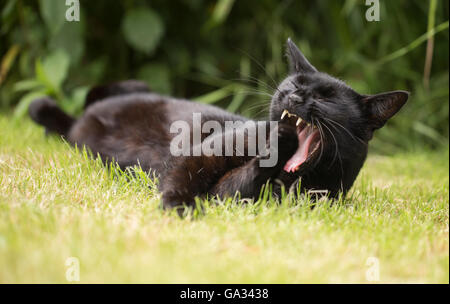 Eine schwarze Katze gähnt und entspannen Sie im Garten. Stockfoto