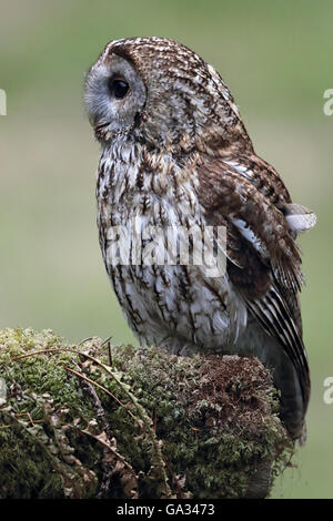 Waldkauz (Strix Aluco) thront auf einem bemoosten Ast. Wildvogel nicht gefangen. In Schottland getroffen. Stockfoto