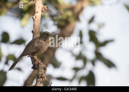 Dschungel Schwätzer Turdoides Striata, Leiothrichidae Ranthambore Nationalpark, Indien, Asien Stockfoto