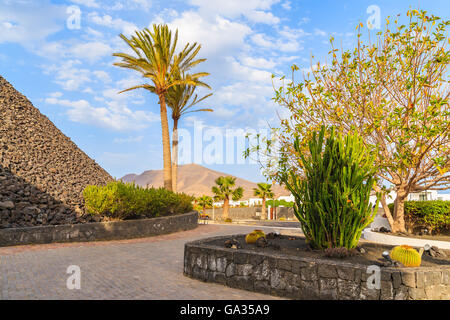 Tropische Pflanzen auf dem Platz in Urlaub-Ferienort Playa Blanca, Lanzarote, Kanarische Inseln, Spanien Stockfoto