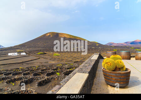 Kakteen in Eiche Holz Töpfen auf der Terrasse des Weingutes in La Geria, Lanzarote, Kanarische Inseln, Spanien Stockfoto