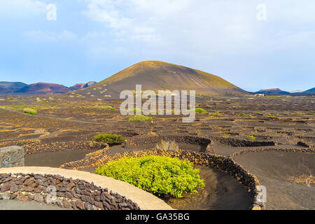 La Geria Weinberge Wein Region, Lanzarote, Kanarische Inseln, Spanien Stockfoto