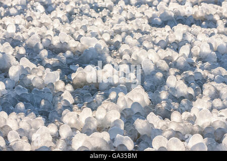 Kleine Runde Eiszapfen bildete sich um Rasen Laub auf dem Boden Stockfoto