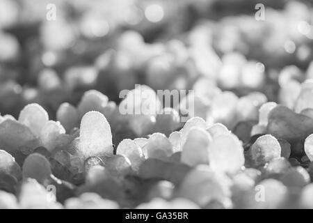 Kleine Runde Eiszapfen bildete sich um Rasen Laub auf dem Boden Stockfoto