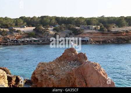 Möwe thront auf einem Felsen bei Sonnenuntergang mit den Fischerbooten von Calo Saona, Formentera im Hintergrund Stockfoto