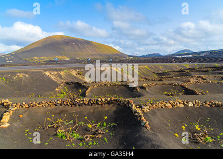 Weinberge in La Geria Region, Lanzarote, Kanarische Inseln, Spanien Stockfoto