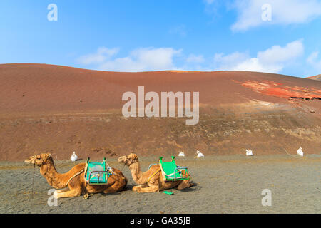 Kamele im Timanfaya Nationalpark wartet auf Touristen, Lanzarote, Kanarische Inseln, Spanien Stockfoto
