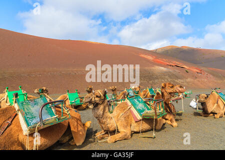 Kamele im Timanfaya Nationalpark wartet auf Touristen, Lanzarote, Kanarische Inseln, Spanien Stockfoto