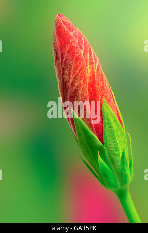 Garten Schuss frische rote Hibiskus Knospe geschlossen Stockfoto