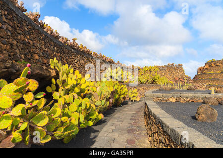 Tropischen Kaktusgarten in Guatiza Dorf, Lanzarote, Kanarische Inseln, Spanien Stockfoto