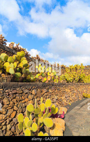 Tropischen Kaktusgarten in Guatiza Dorf, Lanzarote, Kanarische Inseln, Spanien Stockfoto