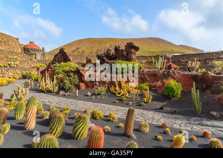 Tropischen Kaktusgarten in Guatiza Dorf, Lanzarote, Kanarische Inseln, Spanien Stockfoto