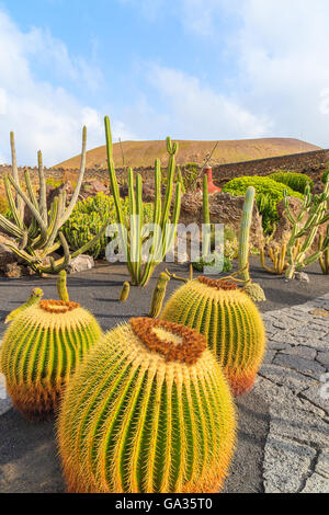 Tropischen Kaktusgarten in Guatiza Dorf, Lanzarote, Kanarische Inseln, Spanien Stockfoto