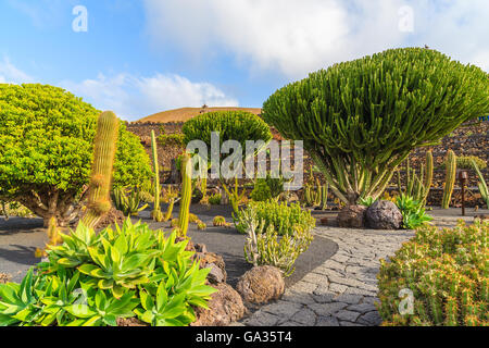 Tropischen Kaktusgarten in Guatiza Dorf, Lanzarote, Kanarische Inseln, Spanien Stockfoto