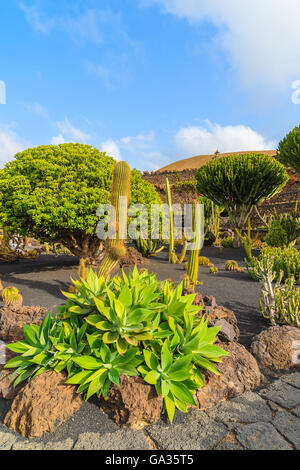 Tropischen Kaktusgarten in Guatiza Dorf, Lanzarote, Kanarische Inseln, Spanien Stockfoto