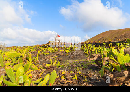 Feld mit grüner Kaktuspflanzen und Windmühle im Hintergrund in Guatiza Dorf, Lanzarote, Kanarische Inseln, Spanien Stockfoto