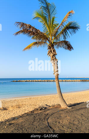 Palme auf Flamingo Strand in Playa Blanca Resort, Insel Lanzarote, Spanien Stockfoto