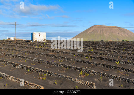 Typisch kanarisches Haus in Wein Tal von La Geria, Lanzarote, Kanarische Inseln, Spanien Stockfoto