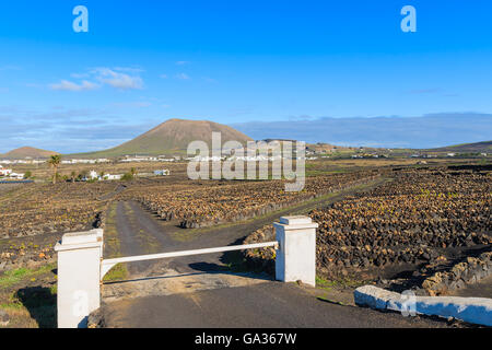 Weißes Tor und Weg zum Haus in Vulkanlandschaft von La Geria Dorf, Lanzarote, Kanarische Inseln, Spanien Stockfoto