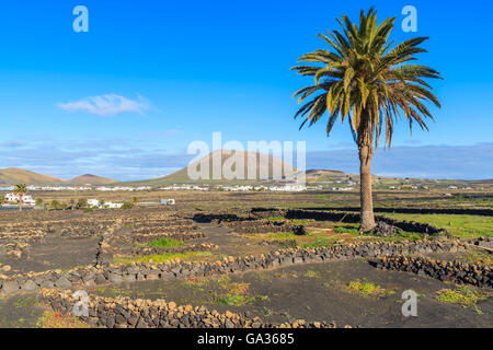 Palme auf vulkanischen Gebiet in der Nähe von La Geria Dorf, Lanzarote, Kanarische Inseln, Spanien Stockfoto