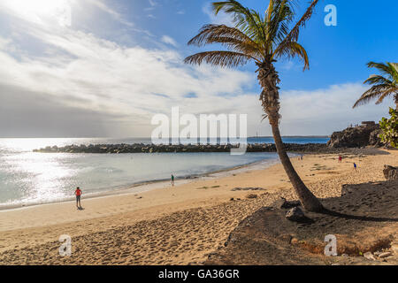 Palme auf Flamingo Strand in Playa Blanca auf der Insel von Lanzarote, Spanien Stockfoto