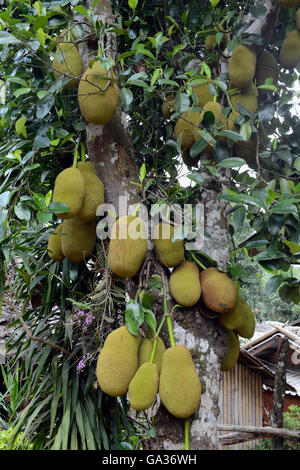 ein Durian-Baum in der Nähe der Ortschaft Mae Hong Son in der Nord-Provinz von Mae Hong Son im Norden von Thailand in Südostasien. Stockfoto