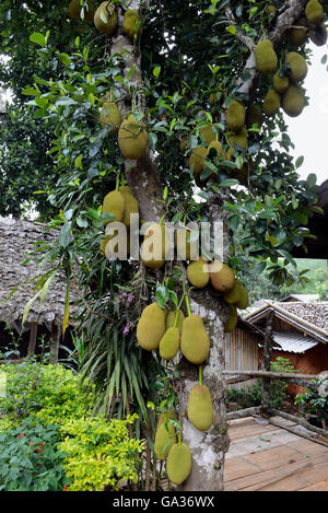 ein Durian-Baum in der Nähe der Ortschaft Mae Hong Son in der Nord-Provinz von Mae Hong Son im Norden von Thailand in Südostasien. Stockfoto