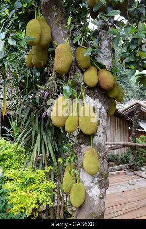 ein Durian-Baum in der Nähe der Ortschaft Mae Hong Son in der Nord-Provinz von Mae Hong Son im Norden von Thailand in Südostasien. Stockfoto