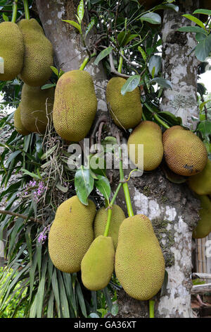 ein Durian-Baum in der Nähe der Ortschaft Mae Hong Son in der Nord-Provinz von Mae Hong Son im Norden von Thailand in Südostasien. Stockfoto