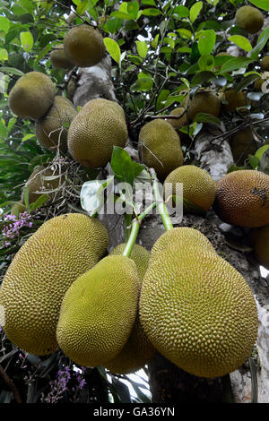 ein Durian-Baum in der Nähe der Ortschaft Mae Hong Son in der Nord-Provinz von Mae Hong Son im Norden von Thailand in Südostasien. Stockfoto