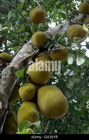 ein Durian-Baum in der Nähe der Ortschaft Mae Hong Son in der Nord-Provinz von Mae Hong Son im Norden von Thailand in Südostasien. Stockfoto