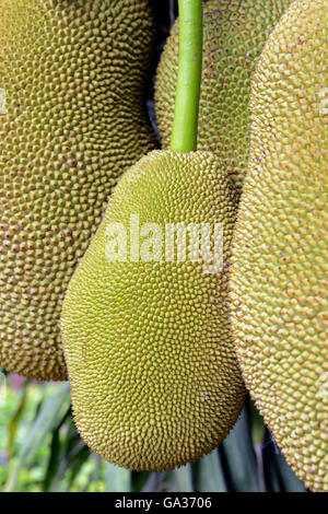 ein Durian-Baum in der Nähe der Ortschaft Mae Hong Son in der Nord-Provinz von Mae Hong Son im Norden von Thailand in Südostasien. Stockfoto