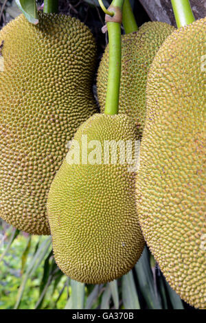 ein Durian-Baum in der Nähe der Ortschaft Mae Hong Son in der Nord-Provinz von Mae Hong Son im Norden von Thailand in Südostasien. Stockfoto