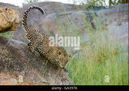 Junge Leoparden (Panthera Pardus), Serengeti Nationalpark Stockfoto