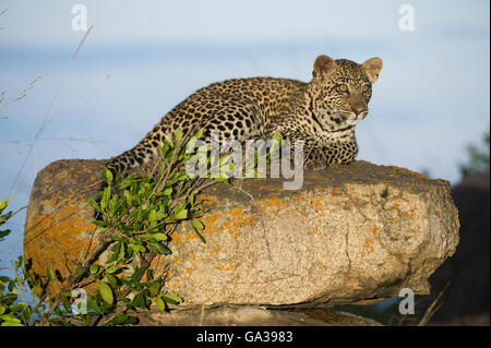 Junge Leoparden (Panthera Pardus), Serengeti Nationalpark Stockfoto