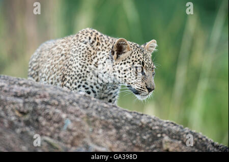 Junge Leoparden (Panthera Pardus), Serengeti Nationalpark Stockfoto