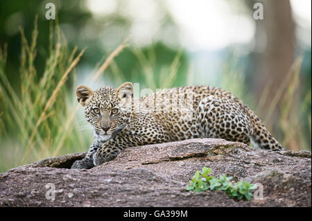 Junge Leoparden (Panthera Pardus), Serengeti Nationalpark Stockfoto