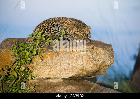 Junge Leoparden (Panthera Pardus), Serengeti Nationalpark Stockfoto