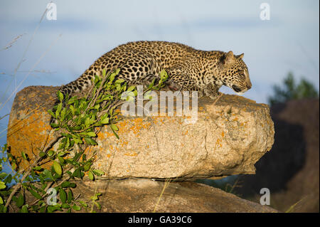 Junge Leoparden (Panthera Pardus), Serengeti Nationalpark Stockfoto