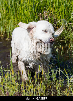 Platin farbige Golden Retriever Hund abzuschütteln Wasser in einem Teich Stockfoto