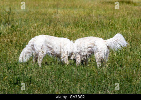 Platin farbige Golden Retriever Hunde laufen auf einer Ranch in Colorado; USA Stockfoto