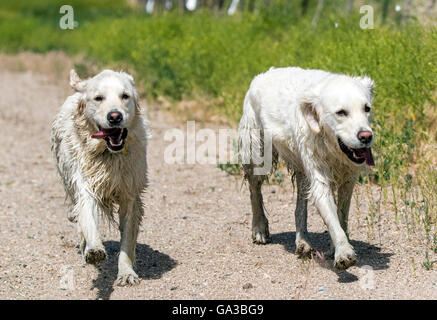 Platin farbige Golden Retriever Hunde laufen auf einer Ranch in Colorado; USA Stockfoto