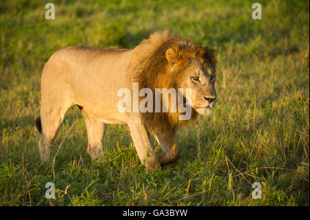 Männliche Löwen zu Fuß (Panthero Leo), Serengeti Nationalpark, Tansania Stockfoto