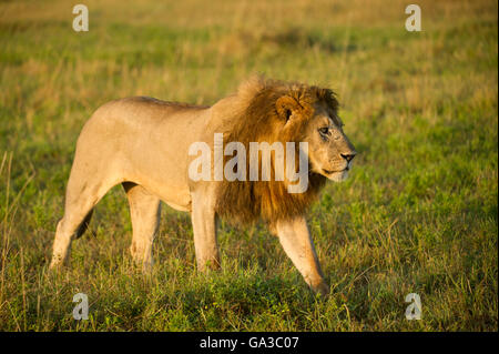 Männliche Löwen zu Fuß (Panthero Leo), Serengeti Nationalpark, Tansania Stockfoto
