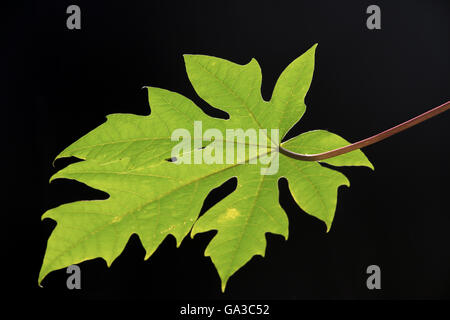 Papaya Blatt schwarzes Hintergrundbild Stockfoto