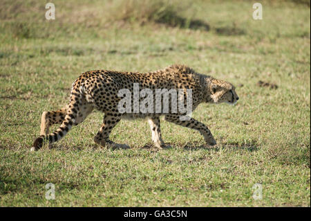 Stalking Cheetah (Acinonyx Jubatus), Serengeti Nationalpark, Tansania Stockfoto