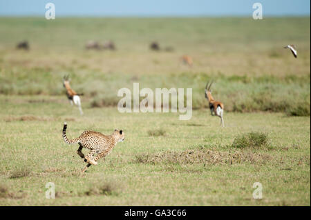 Geparden jagen eine Gazelle (Acinonyx Jubatus), Serengeti Nationalpark, Tansania Stockfoto